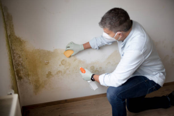 Professional Mold Removal in Leipsic, OH